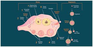 Wajib dibaca untuk keberhasilan program kehamilan! Oogenesis Dan Spermatogenesis Pada Manusia Dan Hewan Halaman All Kompas Com