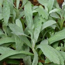Mint is a useful and inexpensive herb that also can repel flies. Plants That Deter Bees And Wasps Learn About Flowers Bees Don T Like