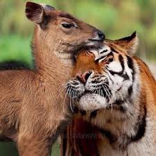 Love This So Much Animals Cute Animals Unlikely Animal Friends