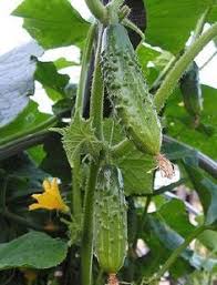 Cultiver Des Concombres Guide Pratique Cultiver Jardinage Potager Jardin De Legumes