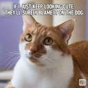 71 Funny Cat Memes You'll Laugh at Every Time | Hilarious Cat Memes