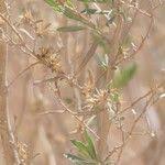 Image result for Pechuel-Loeschea leubnitziae