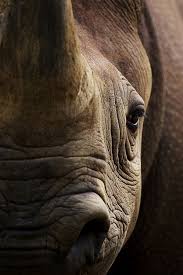 Black Rhino By Adam Mcgrath 500px Exotische Tiere Tiere Afrikanische Tiere