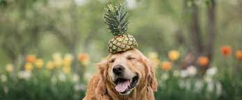 Cute Dog And Pineapple Can Dogs Eat Dogs Cute Dogs
