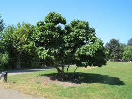 Its growth rate is moderately fast blooms open in late winter to early spring often before the leaves, producing large, white flowers shaded in pink, creating a spectacular flower display. Magnolia X Soulangeana Saucer Magnolia North Carolina Extension Gardener Plant Toolbox