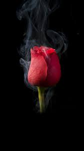 Black rose flower plant illustration. Rose Flower On Black Background