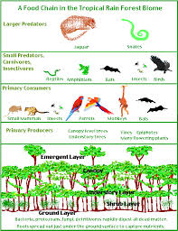 Rainforest On Pinterest Rainforest Animals Amazon Rainforest And R Rainforest Activities Rainforest Food Chain Biomes