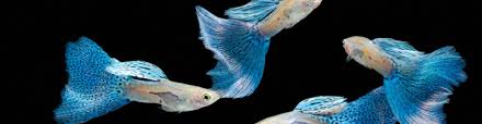 Welcome to mesa veterinary hospital. Arizona Exotic Animal Hospital Veterinary Care For Exotic Pets In Phoenix Mesa Tempe Chandler Gilbert Az