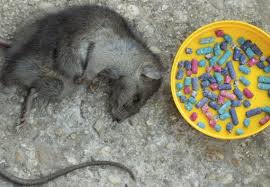 Top 3 Best Rat Poison Pellets Updated For 2020