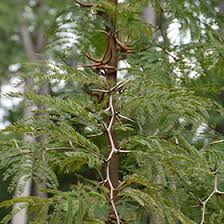 Image result for Acacia cornigera