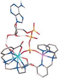 When the bond connecting the phosphate is broken, energy is while atp is constantly being used up by the body in its biological processes, the energy supply. Monitoring Of The Adp Atp Ratio By Induced Circularly Polarised Europium Luminescence Shuvaev 2018 Angewandte Chemie Wiley Online Library