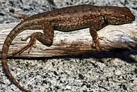 Identifying California Lizards