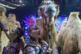 Demonstrators in philadelphia demanding pennsylvania fix unemployment benefits system. Ringling Circus Camels One Hump Or Two Are Singular Attractions The New York Times