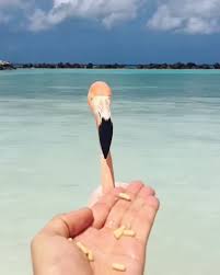 Birds Of The Bahamas Photos The Birds Of The Bahamas Did You Know The Flamingo Is The Bahamas National Bird Beautiful Sandy Toes Bahamas Bahamian