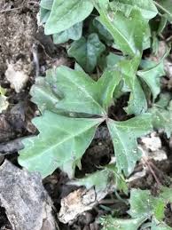 Image result for Cissus faucicola
