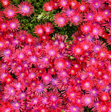 Image result for Delosperma mahonii