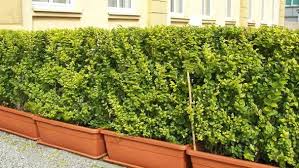 Absolut Winterharte Kubelpflanzen Erprobte Auswahl Pflegeleicht Kubelpflanzen Sichtschutz Pflanzen Winterhart Kubelpflanzen Winterhart