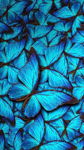 There are 46 teal aesthetic quotes wallpapers published on this page. 23 Aesthetic Butterfly Iphone Wallpapers Wallpaperboat