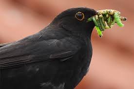 Über welches futter sich amseln hermachen? Vogel Im Fruhling