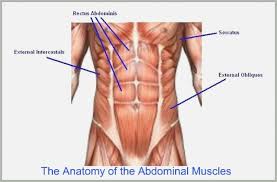 Photos Abdominal Muscles Chart Human Anatomy Library
