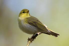Wood Warbler Phylloscopus Sibilatrix Carbon Brief Bird Migration Wood Birds