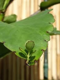 Image result for Kalanchoe velutina