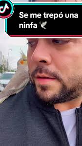 Se me trepó una ninfa en la espalda! ¿Cómo me la quito?