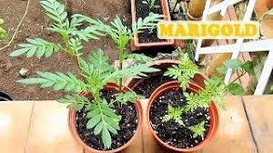 We did not find results for: Growing Marigolds From Seed Youtube