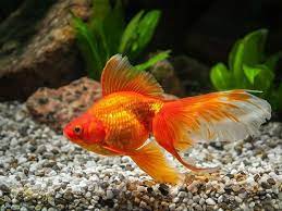 Jan 25, 2021 · anyhow, goldfish can live for two weeks without food. How Long Can Goldfish Go Without Food Native Fish