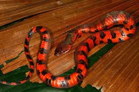 Black And Orange Striped Snake Florida Field Herp Forum View Topic Peruvian Amazon Part 3 Snakes Snake Beautiful Snakes Herp