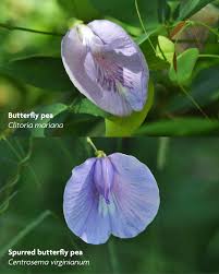 Image result for Centropodia