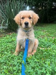 experiences with aging border collies