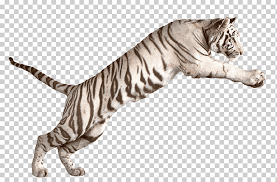 23 comentarios en tigre blanco. Descarga Gratis Tigre Blanco Saltando Tigre Blanco Quitarse Objeto Material Png Klipartz