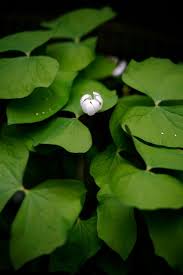 Image result for Chlorophytum stenopetalum