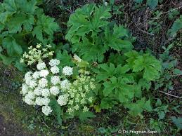 Image result for Heracleum