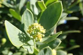 Image result for Osyris compressa