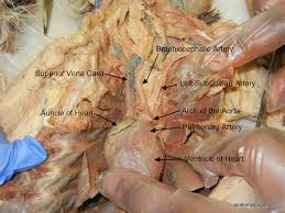 The blood vessels of the body form a circle that begins and ends at the heart. Vcd Vessels