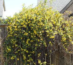 Image result for Gelsemium