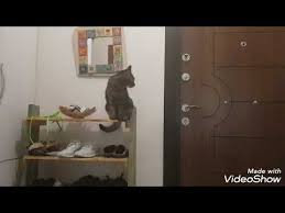 Kedi Tasmasi Ile Gezdirme Youtube