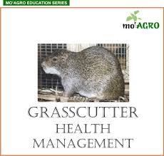 The Grasscutter Store Grasscutters Health Diseases And Management