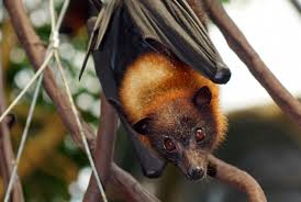 It is endemic to forests in the philippines. Giant Golden Crowned Flying Fox Bat Facts Habitat Diet Life Cycle Baby Pictures