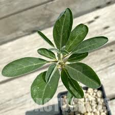 Image result for Sesamothamnus lugardii