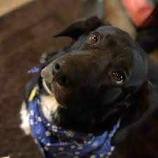 For all your grooming needs, contact pampered pets salon & spa in bettendorf, ia. Pampered Pet Grooming Salon 27 Photos 38 Reviews Pet Groomers 23220 Maple Valley Hwy Maple Valley Wa Phone Number