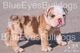 Price can be an indication towards the quality of the puppies breed lines and the breeders reputation. Blueeyesbulldogs Is A Breeder Of Akc English Bulldog Puppies And Akc French Bulldog Puppies For Sale Us Newswire