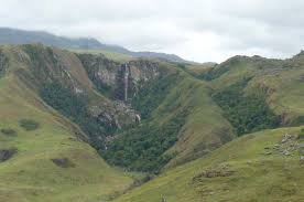 Image result for Schizochilus lepidus