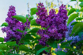 Enjoy its aromatic foliage and lilac blooms from spring to fall. Dark Purple Terry Lilac Against A Blue Sky Stock Photo Picture And Royalty Free Image Image 114405498