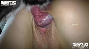 Spicy women in a special compilation of dog porn