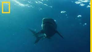 0475391661 du samedi au samedi : Un Requin En Grand Danger Face Aux Orques Youtube