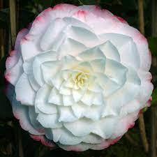 Buy Camellia Amazing Graces Online Duchy Nursery Pretty Flowers Photography Camellia Flower Fuchsia Flowers