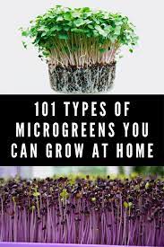 101 Microgreens You Can Grow At Home Microgreens Garden Microgreens Growing Microgreens